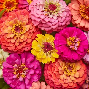 Crazy Blend Zinnia Seeds, 200+pcs Zinnia Seeds