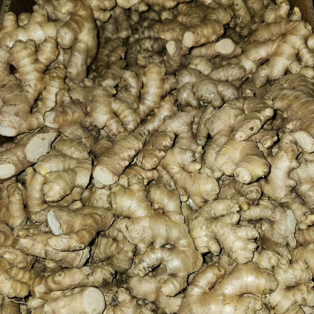 Fresh Raw Ginger Roots, 1lb to 5lb Bulk Options for Cooking & Herbal Use