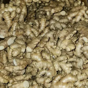 Fresh Raw Ginger Roots, 1lb to 5lb Bulk Options for Cooking & Herbal Use