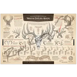 "The Scoring & Field-Judging of the White-tailed Buck" Paper Art Print