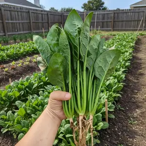 1000 Spinach Seeds (Spinacia oleracea) - Fast-Growing Cool-Season Annual Leafy Green, 8-12 Inches, Mild Flavor, for Outdoor Home Garden Raised Beds & Containers, Full Sun/Partial Shade