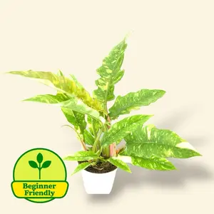 Philodendron Ring Of Fire 4” - Variegated Low Maintenance Colorful House Plant