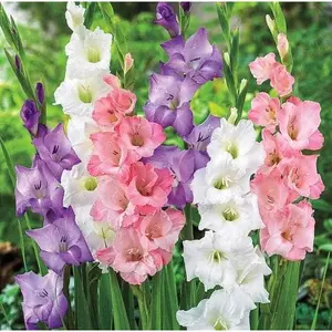 1000 Mixed Color Gladioli Flowers Seeds – Large Flowering Rainbow Series for Summer Gardens