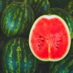 Heirloom Florida Giant Watermelon Seeds - Grow Seeded Sweet Watermelons