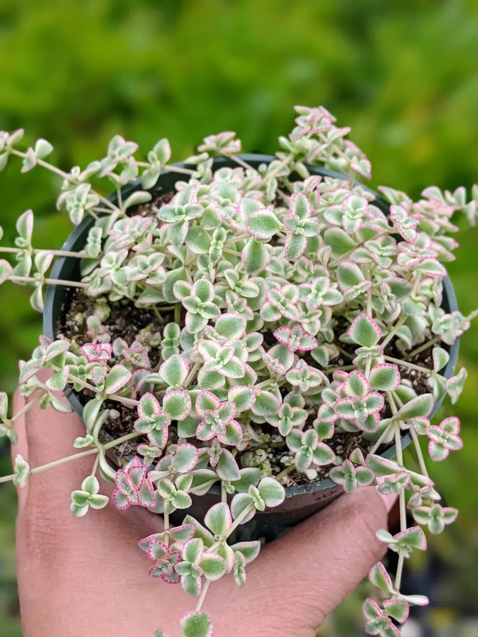 Variegated Sedum 'Little Missy': Live Succulent Plant (4" Potted)