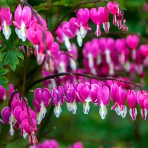 Green River 25 Bright Pink Purple Bleeding Heart Seeds - Premium Flower Seeds for Shade Gardens & Containers, Climbing Perennial Heart Seed Flowers, Butterfly-Friendly, Low Maintenance, 10–12" Tall, USDA Zones 3–9, Vibrant Pink & Purple Blooms