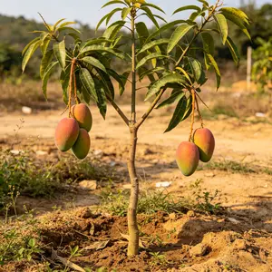 (HZ#FF) Live Mango Tree Sapling, Tropical Fruit Young Tree for Yard & Courtyard, Hardy Live Plant for In-Ground and Large Container Growing, Easy-Care Sapling for Home Gardeners and Casual Fruit Plant Collection