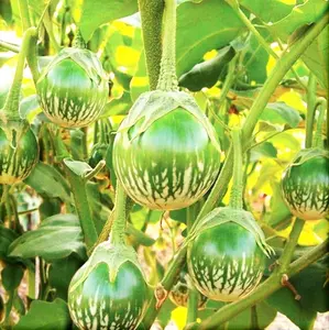 TomorrowSeeds - Petch Siam Thai Eggplant Seeds -  Small Green Brinjal Baby Round Egg Aubergine Eggplants USA Garden Vegetable Seed For 2024