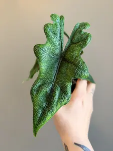 Alocasia Jacklyn Rare Antler Leaf Alocasia Tropical Houseplant 4in