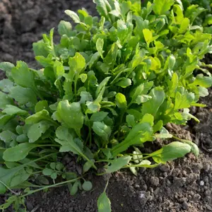 Curled Cress Organic Seeds (Lepidium sativum) – Fast-growing leafy green with a peppery bite. Perfect for salads, garnishes, and sandwiches.