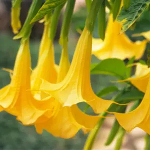 Angels Trumpet Yellow Brugmansia UnRooted Cutting Fragrant Plant Seeds Garden Tree Flowers