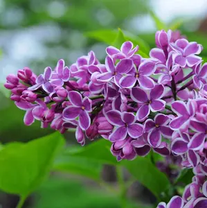 Live Lilac Bushes Plant, Common Lilac, Dark Purple Lilac Syringa Well Rooted, 6 to 12 Inch Tall, 4 Inches Pot Ready to Plant