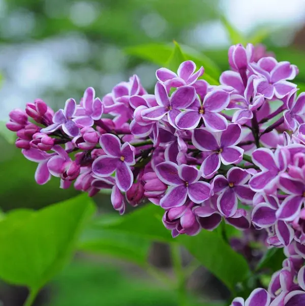 Live Lilac Bushes Plant, Common Lilac, Dark Purple Lilac Syringa Well Rooted, 6 to 12 Inch Tall, 4 Inches Pot Ready to Plant