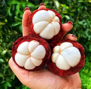 Mangosteen (garcinia mangostana) mangostan live fruit tree 10in to 24in