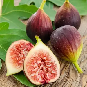 SweetYield Brown Turkey Fig Tree - High-Yielding, Easy to Grow, Perfect for Pots or Gardens Fig Saplings