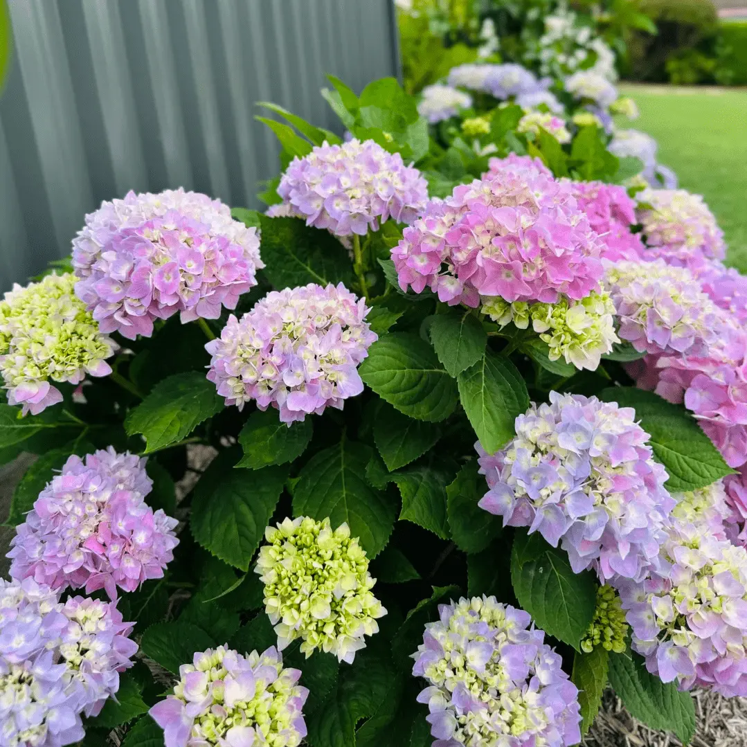 Mature Hydrangea Old Root Stems With Complete Root System, Bare Root Shipping No Pot No Soil
