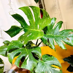 Thai Constellation monstera bottom cut, plant decoration, Centerpiece, statement plant