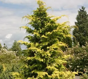 Crippsii Golden Hinoki Cypress