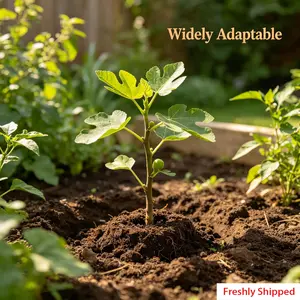 High-yielding fig tree, novice-friendly, potted garden