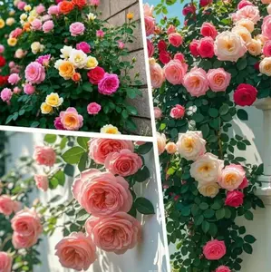 600 Pcs Mixed-color Climing Rose Rosa Bush Vine Climber Fragrant Butterfly Flower Seeds