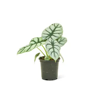 Alocasia 'Silver Dragon', Small