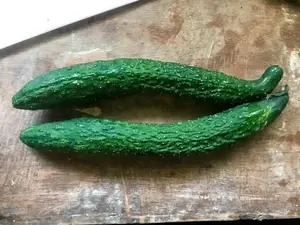 Japanese Long Burpless Cucumber Seeds