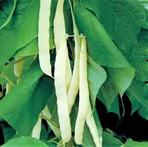 TomorrowSeeds - Bai Bu Lao Romano Pole Bean Seeds -  Light Green White Flat Beans Broad Runner USA Garden Asian Vegetable Seed For 2024 Season