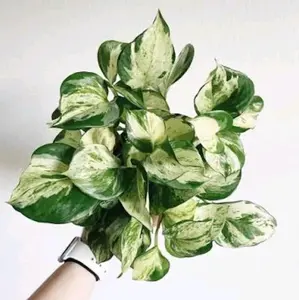 Manjula Pothos.