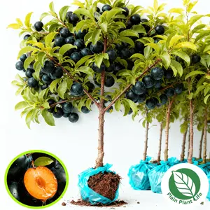 High-yield grafted plum seedlings, dual-purpose potted land planting, ideal choice for southern planting, full fruit and high yield, developed root system and easy to survive, home-grown high-quality seedlings