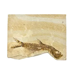 XL Fossil Fish Plate (Knightia from Green River Formation)