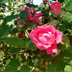 original beautiful pictures and images that you can use to upload and create your own videos
