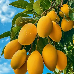 Mango Tree Live Plant, Tropical Fruit Tree Seedling for Garden, Patio and Container Growing, Easy to Grow