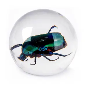 Real Green Rose Chafer Beetle in Resin Globe – Nature-Inspired Decorative Art Sculpture, Entomology Collectible & Home Decor Ornament, Unique Gift for Bug Lovers desk decor ornament