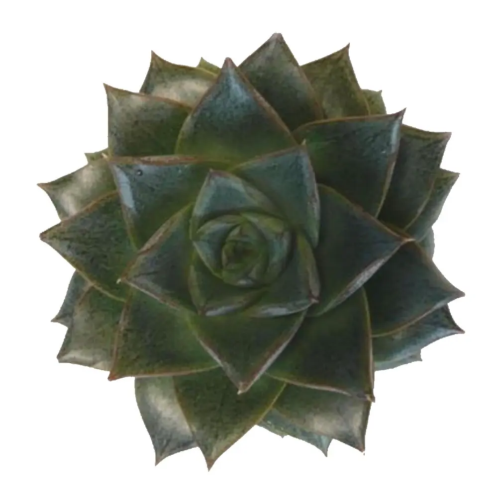 Purple Desert Rose - Echeveria purpureum - Succulent - 2.5" Pot