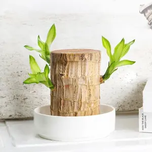 Brazilian Lucky Wood Trees, Money Tree Easy Care BrazilianWood Hydroponic Plant Bring You Luck and increase WealthMysterious Doll with Base,indoor Desktop Lucky Decor