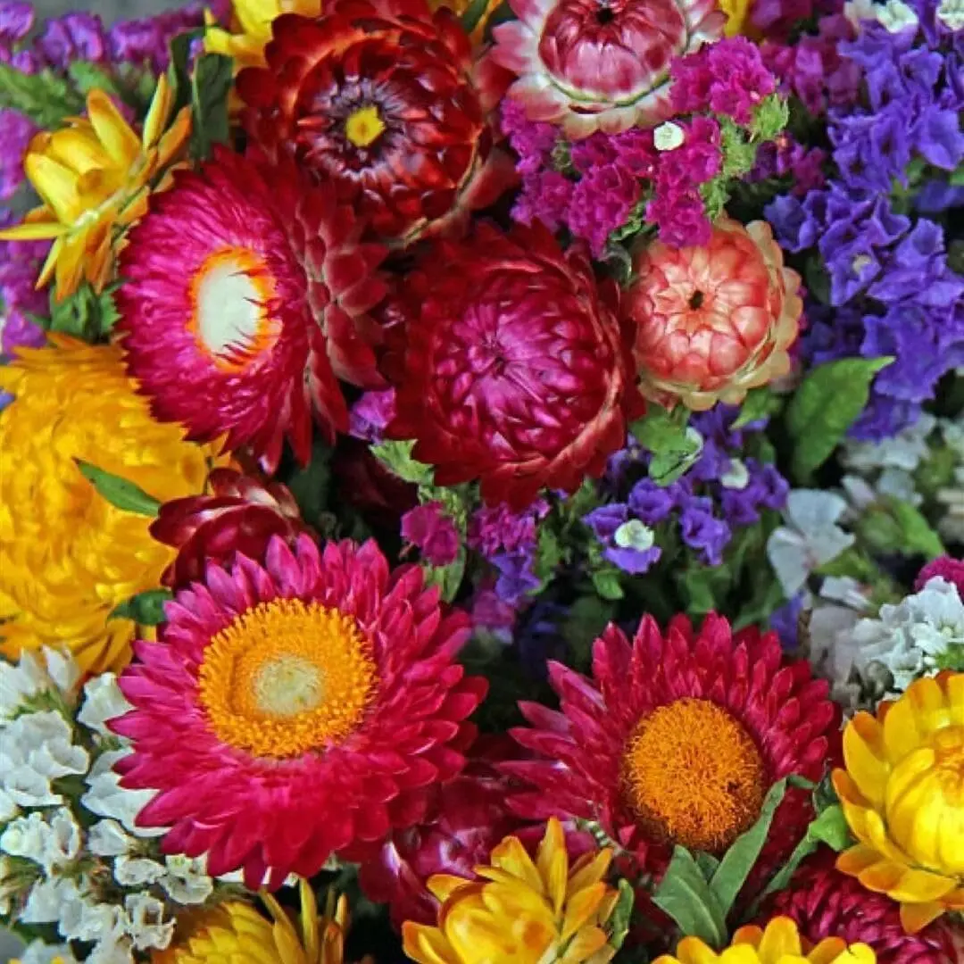 Mixed Strawflower Seeds - Non-GMO Heirloom Packet with  - Beautiful to Plant in Your Flower Garden - Cut Flower Favorite - Wonderful Gardening Gift