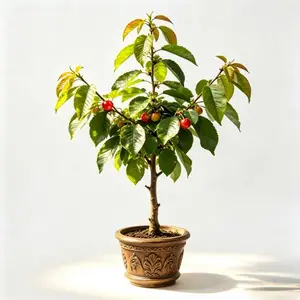 Dwarf Cherry Tree Living Plant - Fruiting Mini Tree for Home Gardens and Indoor and Outdoor Decorations