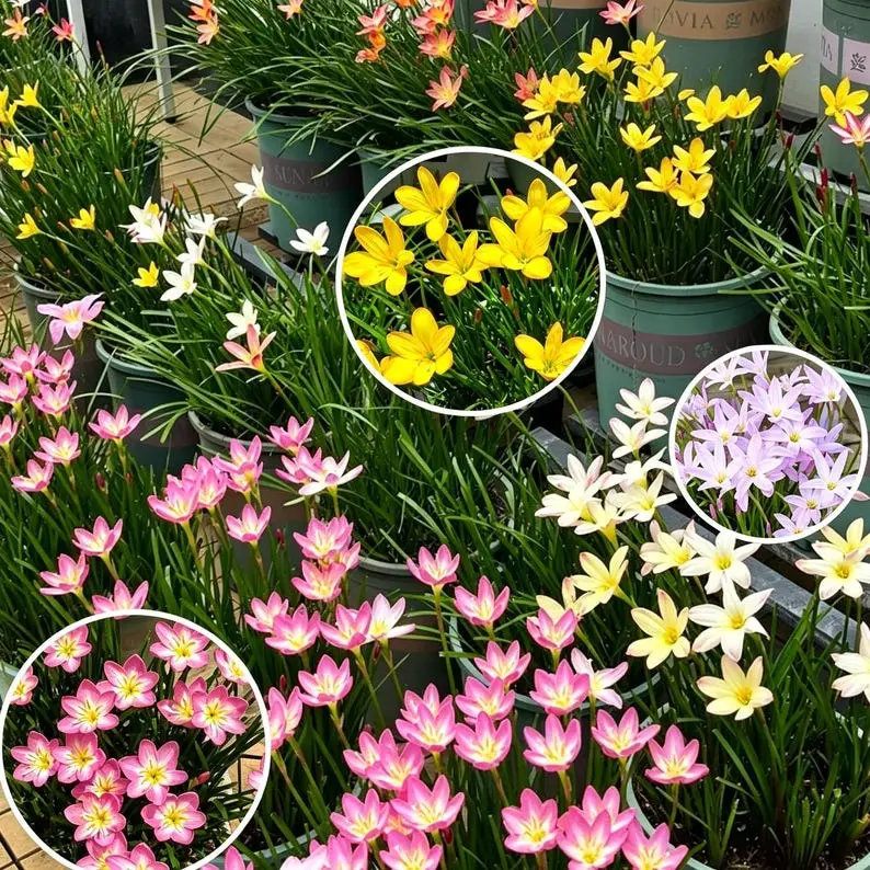 Rain Lily Zephyranthes Bulbs, Mixed Color Summer Flowering Bulbs, Landscape Bonsai Potted Flowers, Easy To Grow Live Bulbs, Ship Without Pot And Soil