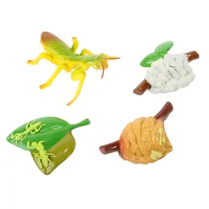 Life Cycle Stages - Praying Mantis