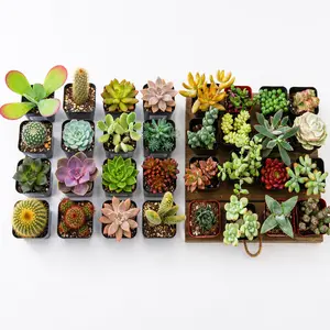16/32 Pack Random Mix Live Succulent Plants -  2" Easy Care Fully Rooted Succulents,Rare House Plants for Indoor Outdoor,Gift for Party Wedding Home  decor,Garden Decoration