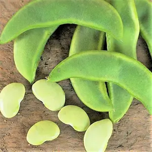 TomorrowSeeds - Henderson Lima Bean Seed Baby Butter Beans Non GMO Southern Field Green Pea Garden Vegetable Seed Fresh For 2024  -