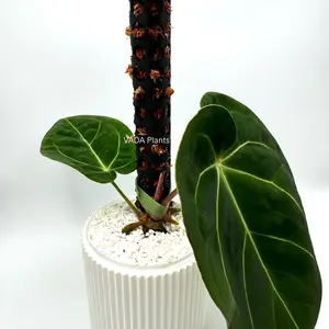 Mini Stackable Moss Poles for Indoor Plants - 10 Inch Tall, 1.5 Inch Diameter