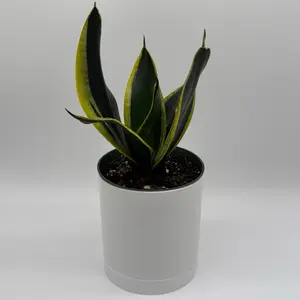 Sanseviera black Gold 6" pot  plant | house plant | snake plant Variegated Houseplant Variegated Succulents