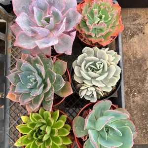 Succulent Echeveria Box 6 pack 4 “ pots Plants