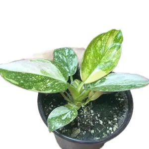 Philodendron Green Congo Nuclear Variegated