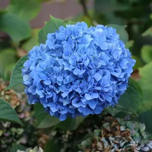 Blue Hydrangea Bush
