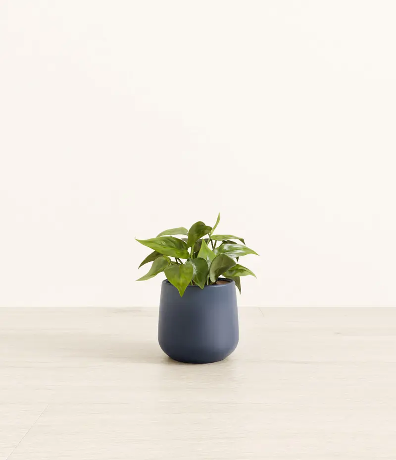 easy plant discount code - TikTok Shop