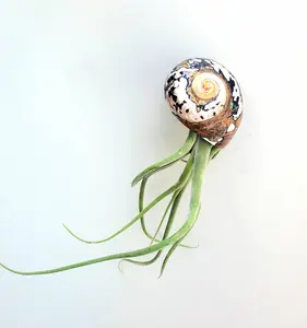 Air Plant hanging in a Sarmaticus sea shell Comes full assembled