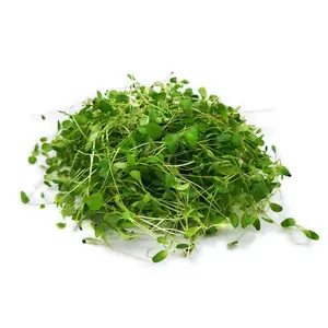 Fresh Alfafa Micro-greens- Fast Shipping by Goodrich Farms