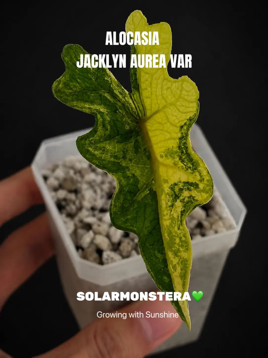 Alocasia Jacklyn Aurea Tissue Culture in Gel